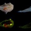 These bioluminescent Arctic fish contain loads of ‘antifreeze’ — more than any other polar species